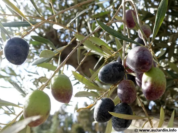 Des olives en train de mrir ...