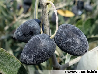 10 vari�t�s d'oliviers � conna�tre pour un jardin m�diterran�en r�ussi (m�me en �le-de-France)