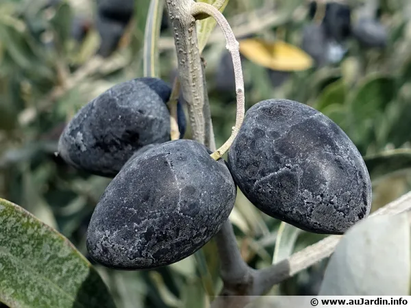 Des olives noires en attente d'être récoltées
