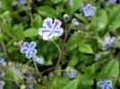 Nombril de Vnus, Omphalodes cappadocica