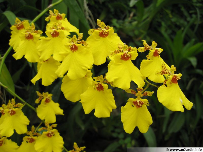 Oncidier, Oncidium : planter, cultiver, multiplier