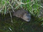 Rat musqué, Rat d'amérique, Ondatra zibethicus