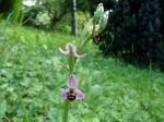 Orchid�e abeille, Ophrys abeille, Ophrys apifera