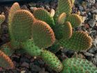 Cactus raquette, Oreille de lapin, Opuntia microdasys