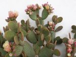 Cactus raquette, Oreille de lapin, Opuntia microdasys aux glochides oranges
