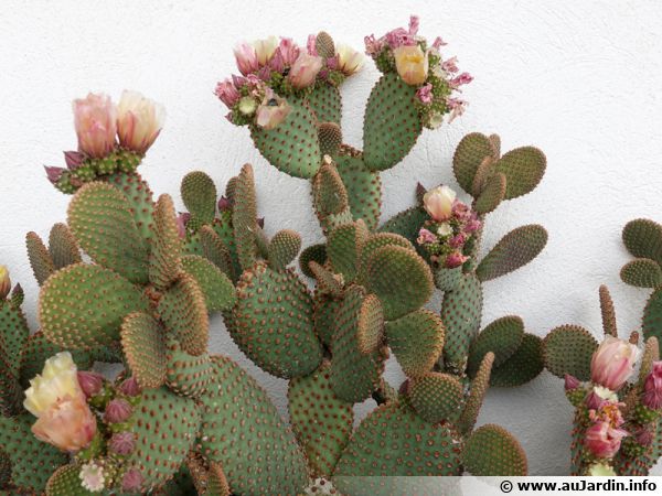 Plante Intérieur Cactus Raquettes