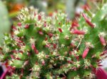 Opuntia cylindrique, Opuntia subulata, Austrocylindropuntia subulata Opuntia cylindrique, Opuntia subulata, Austrocylindropuntia subulata
