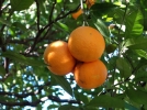 Comment greffer un agrume? Citronnier, oranger, ...