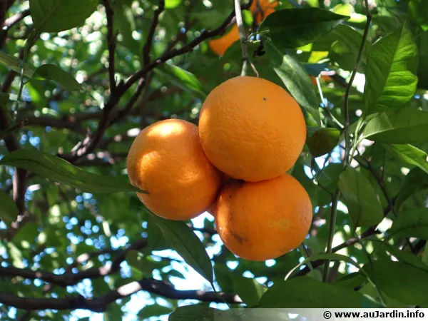 Comment greffer un agrume? Citronnier, oranger, ...