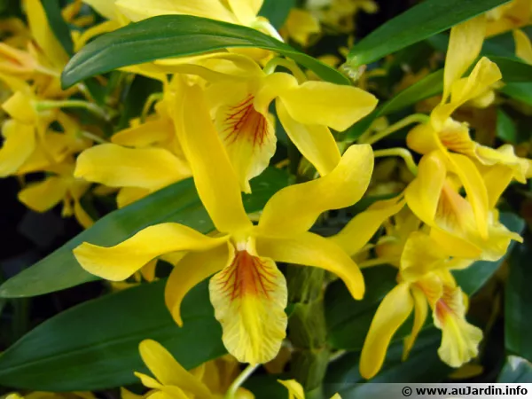 Belle orchidée aux fleurs jaunes d'or