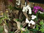 Le jardin des orchidées de Sitio Litre à Ténérife, les orchidées