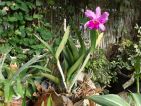 Le jardin des orchidées de Sitio Litre à Ténérife, les orchidées