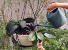 Comment augmenter le taux d'humidit pour vos plantes exotiques?