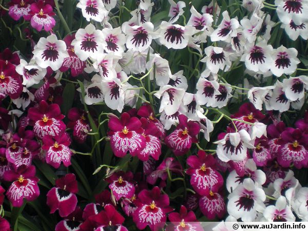 Les orchidées développent différentes stratégies pour attirer les insectes pour la pollinisation