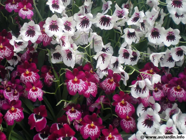Les orchidées développent différentes stratégies pour attirer les insectes pour la pollinisation