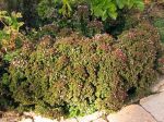 Origan commun, Marjolaine sauvage, Origanum vulgare