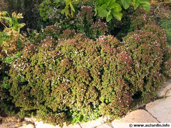 Origan commun, Marjolaine sauvage, Origanum vulgare
