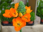 Ornithogale douteux, Ornithogalum dubium