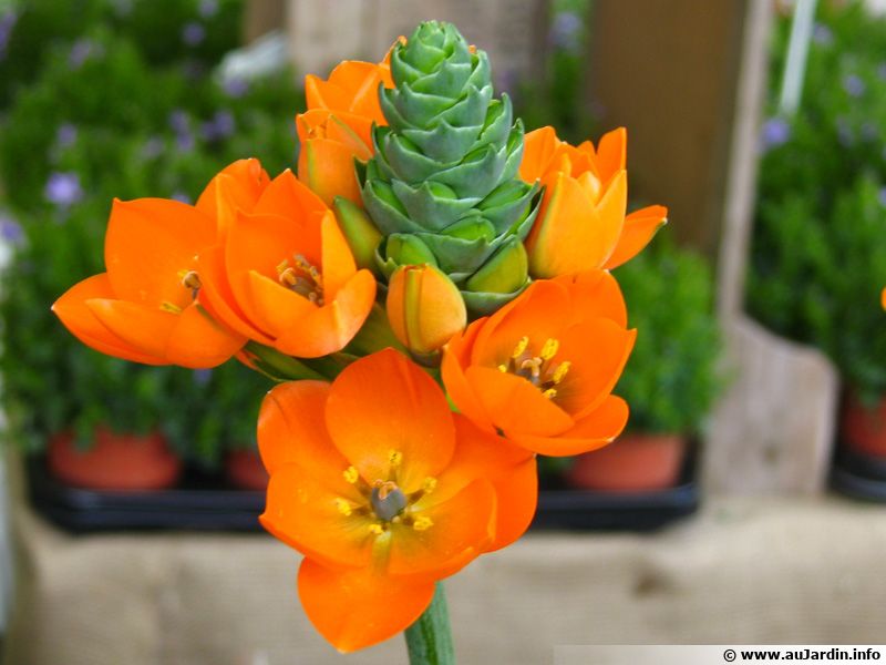 Ornithogale douteux, Ornithogalum dubium planter, cultiver, multiplier — free download