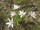 Ornithogale en ombelle, Dame de 11 heures, Ornithogalum umbellatum