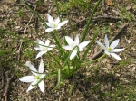 Ornithogale en ombelle, Dame de 11 heures, Ornithogalum umbellatum