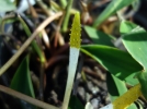 Bougie deau, Plante  bougies, Oronte, Flamme deau, Cryptocoryne amricaine, Orontium aquaticum