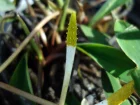 Bougie deau, Plante  bougies, Oronte, Flamme deau, Cryptocoryne amricaine, Orontium aquaticum