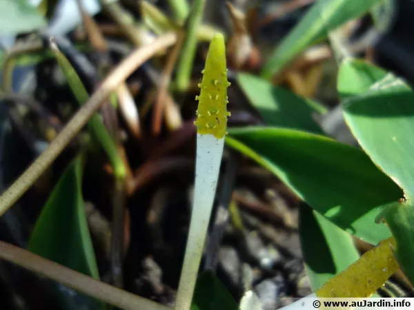 Bougie d’eau, Plante à bougies, Oronte, Flamme d’eau, Cryptocoryne américaine, Orontium aquaticum
