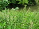 Orties et Ronces, des plantes mal aimes pourtant refuges  de la biodiversit