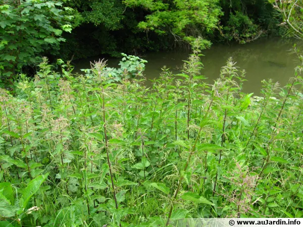 Orties et Ronces, des plantes mal aimées pourtant refuges de la biodiversité