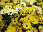 Marguerite du Cap aux fleurs jaunes, Dimorphotéca Marguerite du Cap aux fleurs jaunes, Dimorphotéca