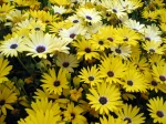 Marguerite du Cap aux fleurs jaunes, Dimorphot�ca