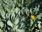 Othonne  feuilles de Girofle, Queue de castor, Othonna cheirifolia