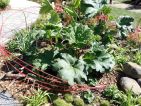Jardin d’Essai 2014 de l’Observatoire des Tendances du Jardin, vue 3