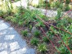 Jardin d’Essai 2014 de l’Observatoire des Tendances du Jardin, vue 4