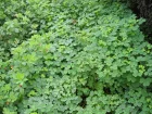 Oca du Prou, Oxalis crenata