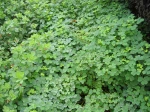 Oca du P�rou, Oxalis crenata