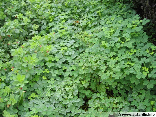 Oca du Prou, Oxalis crenata