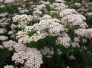 Fleur de riz, Ozothamne  feuilles de romarin, Ozothamnus rosmarinifolius