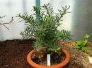 Pied �pais, Pachypodium bispinosum