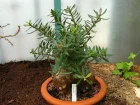 Pied pais, Pachypodium bispinosum