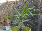 Palmier de Madagascar, Pachypodium lamerei