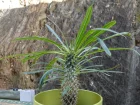 Palmier de Madagascar, Pachypodium lamerei