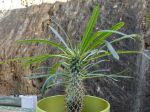 Palmier de Madagascar, Pachypodium lamerei Palmier de Madagascar, Pachypodium lamerei