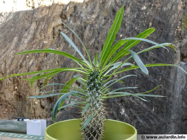 Palmier de Madagascar, Pachypodium lamerei