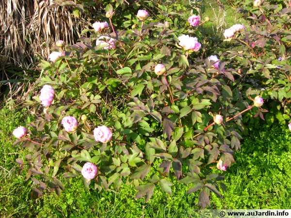 Une pivoine arbustive