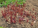 Le bouturage de racines