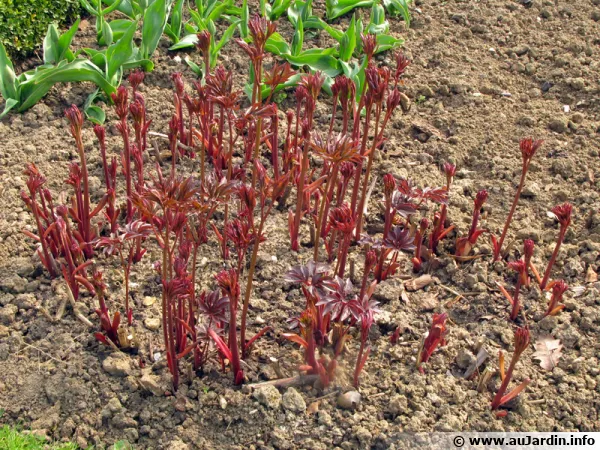 La pivoine herbace se multiplie par bouturage des racines