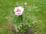 Pivoine arbustive, Paeonia x suffruticosa 'Major Howell'