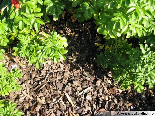 Un bon paillage est essentiellement pour le développement de la vie dans le sol